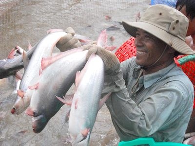 ปลาสวายของเวียดนามถูกระบุชื่อในหนังสือปกเขียวของเดนมาร์คและสวิเดน - ảnh 1